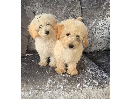 Lijepi psići pug Baby Girl Ready Sada me kontaktirajte putem (whatsapp 32460219218) ili (v...